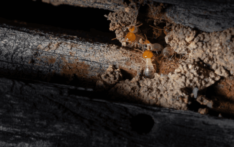 Termites in Tallahassee