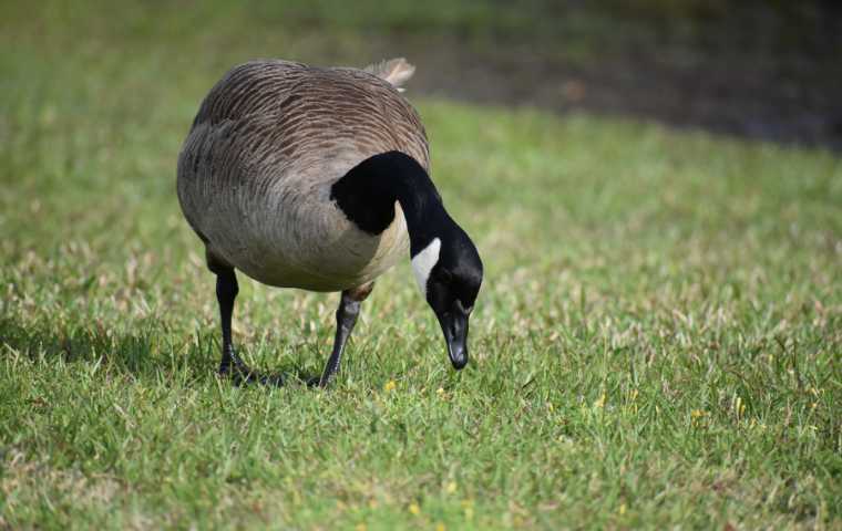 What Do Geese Eat? | Miche Pest Control