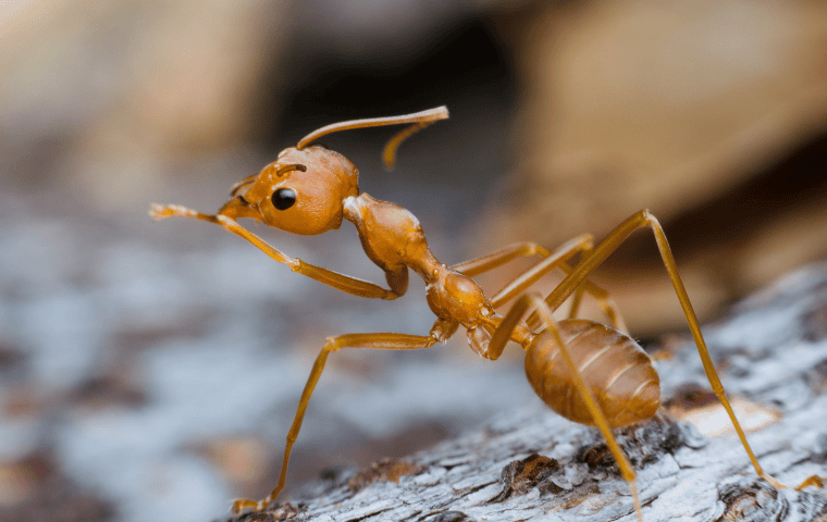 Red fire ant worker in Tallahassee