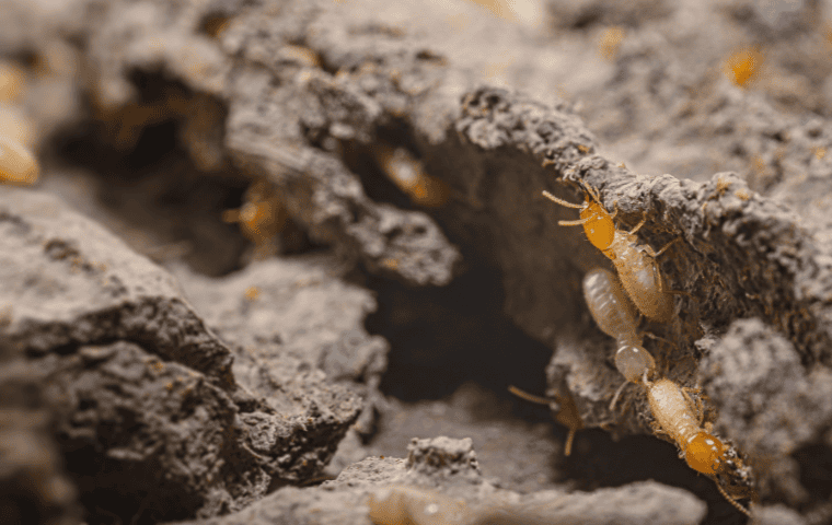 Termite control in Wellington, FL