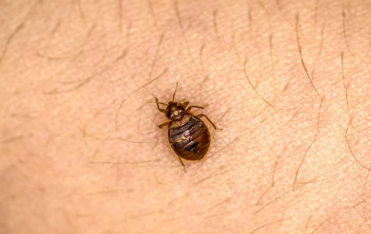 What Do Bed Bugs Eat Miche Pest Control