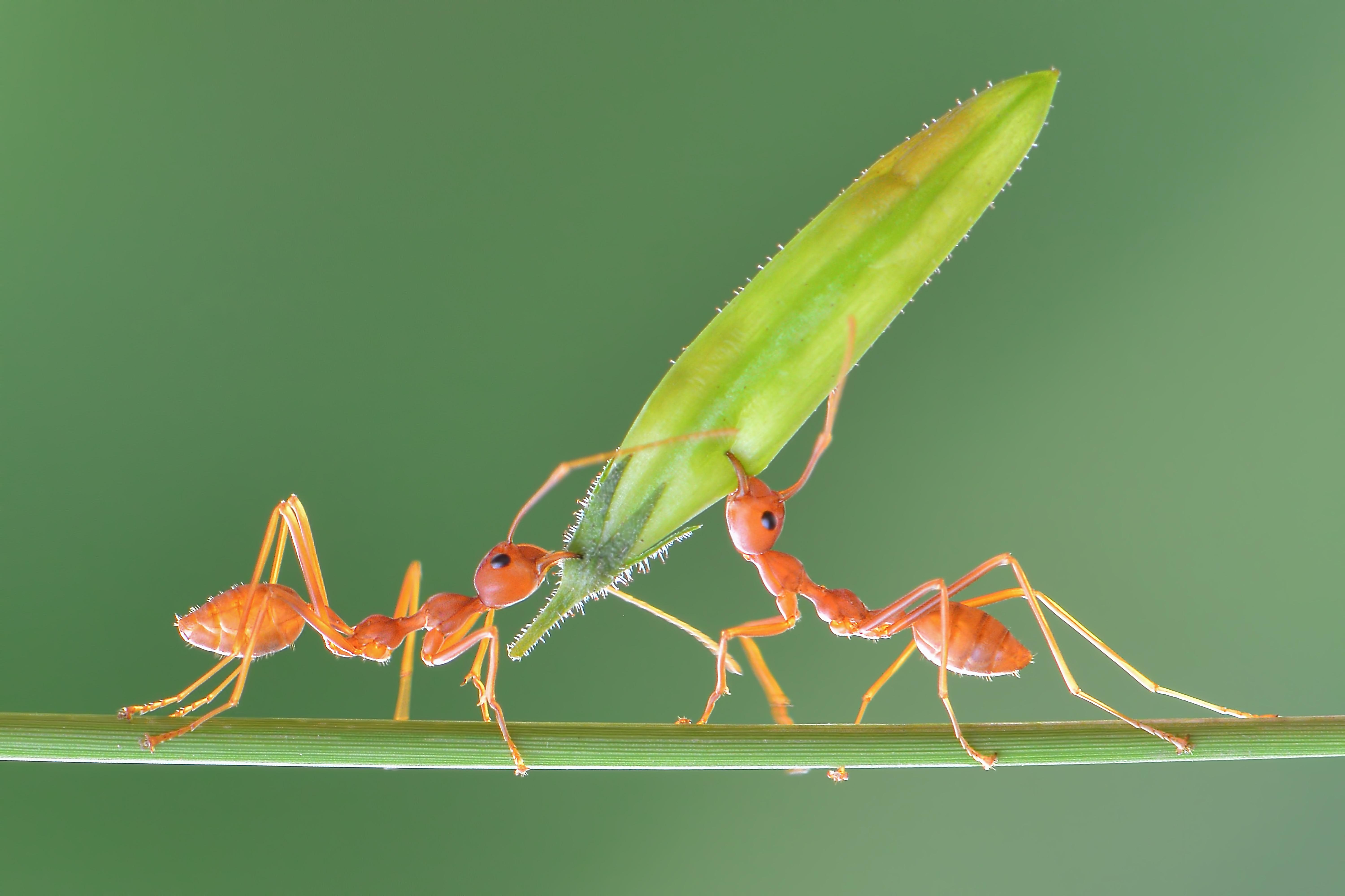 The Ultimate Guide To Ant Control Tips And Techniques For Huntsville