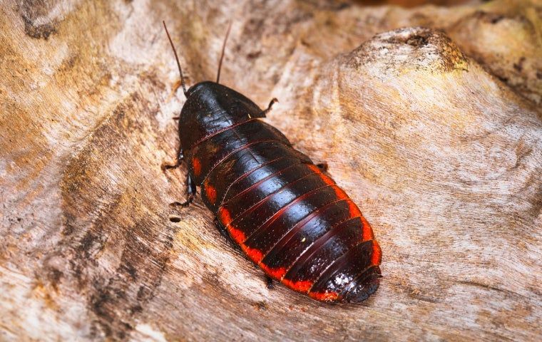 Cockroach in Tallahassee