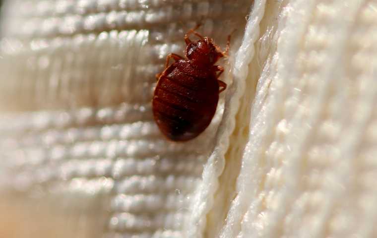 How Do You Get Bed Bugs Miche Pest Control
