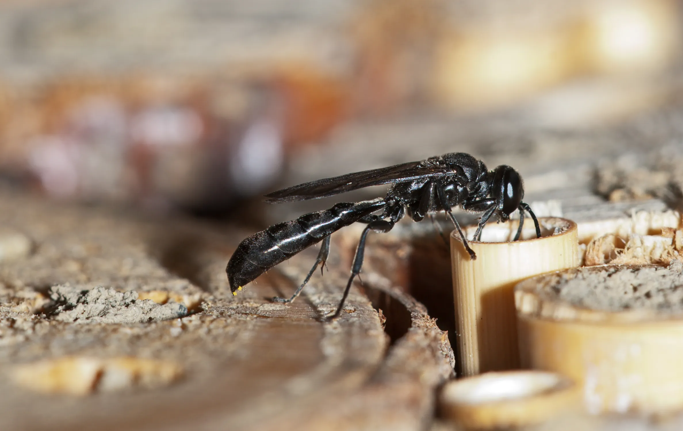 What to Know About the Mud Dauber Wasp in Florida Native Pest Management